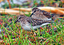 Calidris minutilla